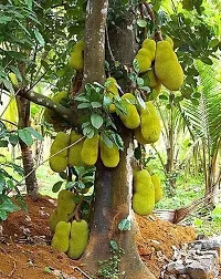 Baishnab Jackfruit Plant All Time katahal Very Sweet Taste 1 healthy Grafted Live Jackfruit Plant(1.5Ft Height) in nursery Grow Bag-thumb2