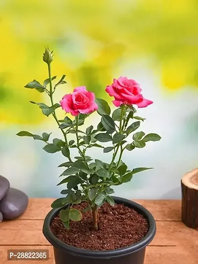 Baishnab  Colden Spledor Rose PlantCFA432 Rose P-thumb0