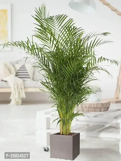 Baishnab  d01 Areca Palm-thumb0