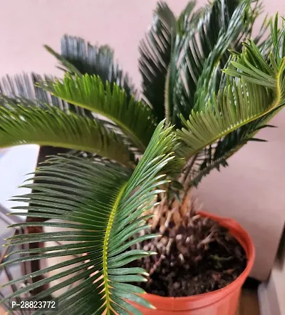 Baishnab  Cycas Revoluta Plant Live Plant CF1241