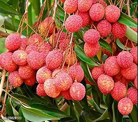 Baishnab  Litchi Hybid Plant Mango Plant-thumb0