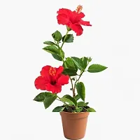 Baishnab Hibiscus Plant HIBISCUS PLANT EE-thumb1