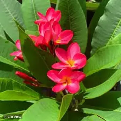 Baishnab  Red Frangipani Plumeria Flower Plant Plum