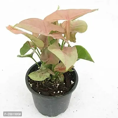 Baishnab  pyg 3 Syngonium Plant-thumb0