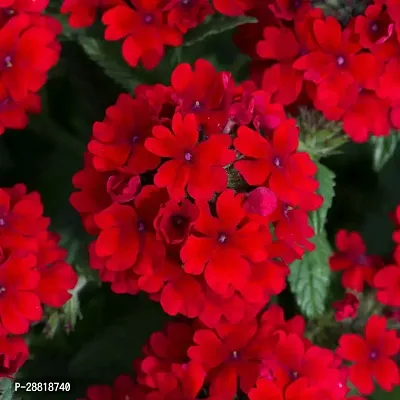 Baishnab  Verbena Flower Plant  red  Verbena Plan