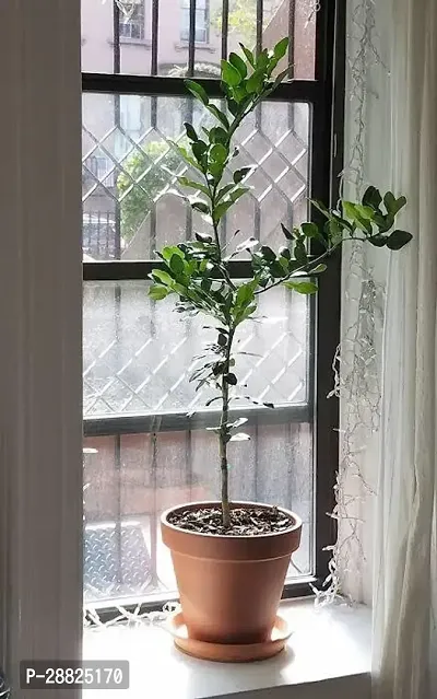 Baishnab  pp101 Lemon Plant