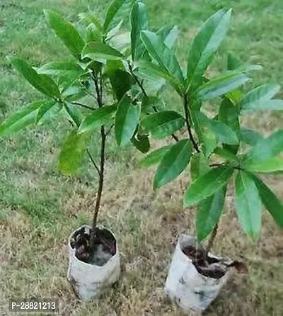 Baishnab  rudraksha plant 088 Rudraksha Plant