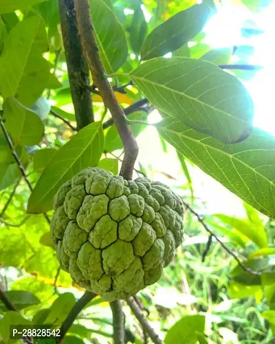 Baishnab  Custard Apple Live Plant Disha309092 C-thumb0