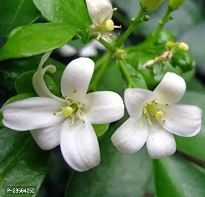 Baishnab Night Bloom Jasmine Plant Kamini Plant - Madhukamini Live Plant 1 Healthy Live Plant With Plastic BagS-thumb0