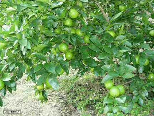 Baishnab  leb01 Lemon Plant