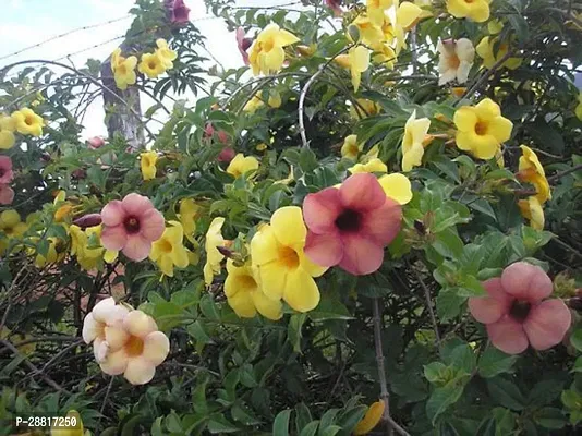 Baishnab  Allamanda Flower plant TuberoseRajnigand-thumb0