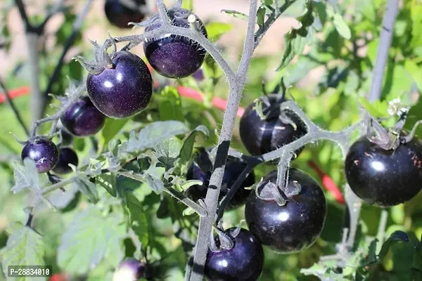 Baishnab tomato seed 500 ps ffseHybrid Purple Cherry Tomatoes Seeds500PIECE