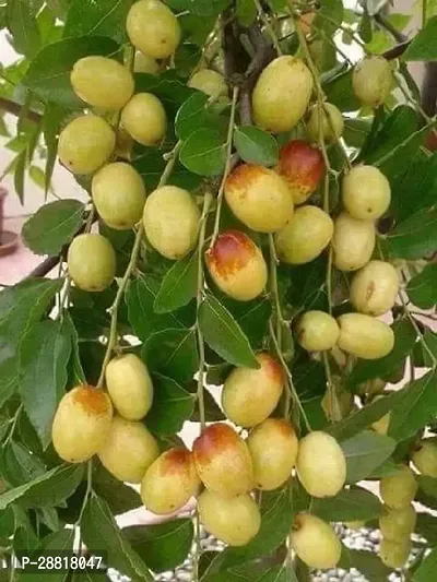 Baishnab  Hybrid Apple Ber plant Ber Apple Plant