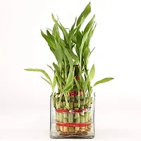 Baishnab Bamboo plant 60seed mc frtYE 21560PIECE-thumb1