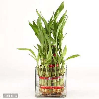 Baishnab Bamboo plant 60seed mc frtYE 21560PIECE-thumb2