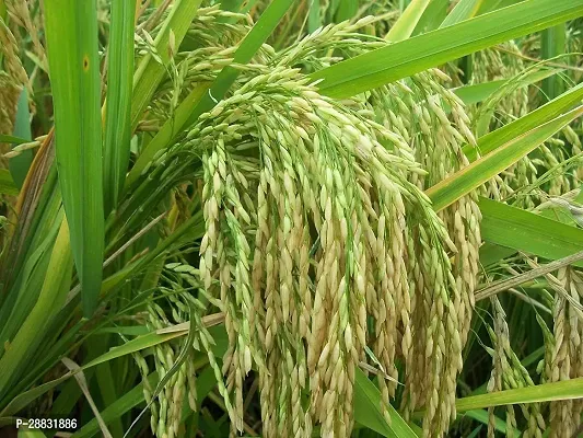 Baishnab basmati paddy seeds kg asPusa 1637 5 KG5PIECE