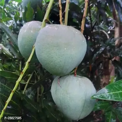 Baishnab  Himsagar Live Grafted Mango Plant Him06 M-thumb0