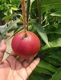 Baishnab Mango Plant Japanese Miyazaki Mango-thumb1