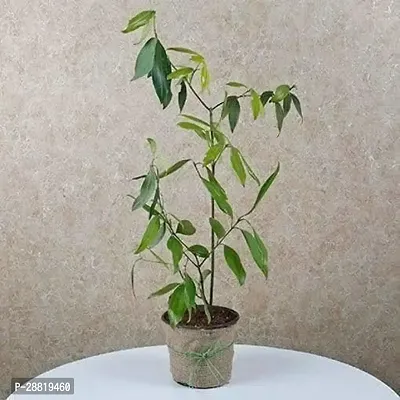 Baishnab  TW01 Bay Leaf Plant-thumb0