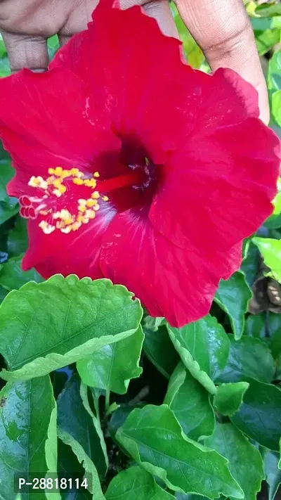 Baishnab  hibiscus RED Hibiscus Plant-thumb0