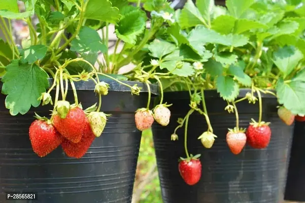 Baishnab Strawberry Plant Plants 42