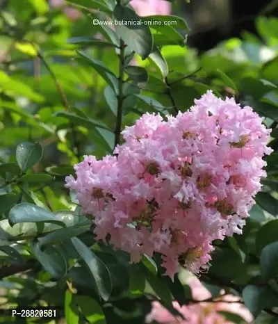 Baishnab  FEF01 MadhumaltiRangoon Creeper