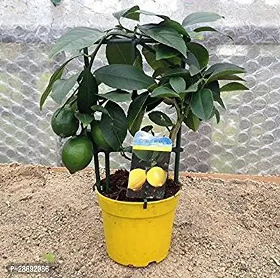 Baishnab Lemon Plant ABS-AKSI-_1761-thumb0