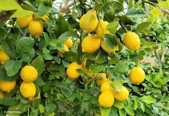 Baishnab  Lisbon Lemon plant Lemon Plant