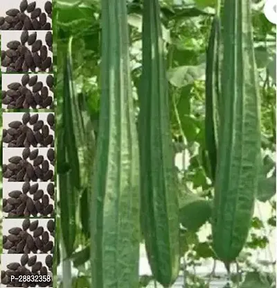 Baishnab RIDGE GOURD SEED 20 per packet  rbSeeds20PIECE-thumb0