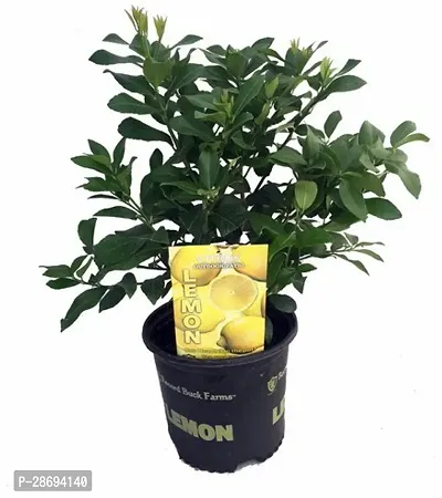 Baishnab Lemon Plant ART-FUL-CREA-TURE-841-thumb0