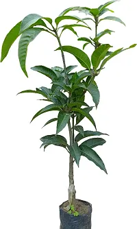 Baishnab Mango Plant JAPANESE ALLTIME MANGO PLANT-J44-thumb1