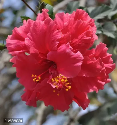 Baishnab  Hibiscus Red Plant CF0331 Hibiscus Plan