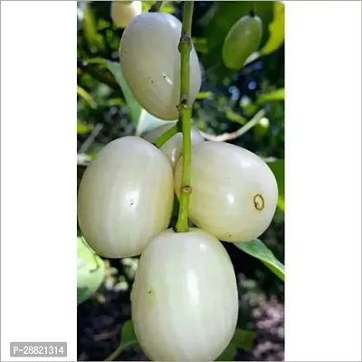 Baishnab  M119023JA Jamun Plant-thumb0