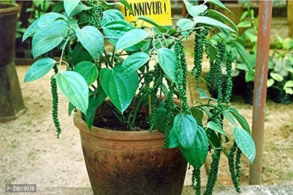 Baishnab  HFGC19 Black Pepper Plant-thumb0