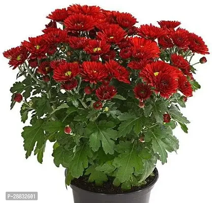 Baishnab  Shevanti Chrysanthemum Red  Plant Chr-thumb0