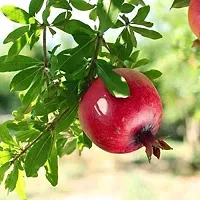 Baishnab Pomegranate Plant PomegranateBedanaDalim GraftedRare Expensive Fruit Live Plant Punica Granatum Plant-thumb1