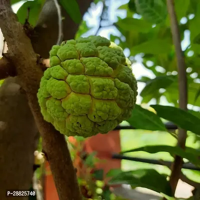 Baishnab  Custard Apple Live Plant CF0088 Custard