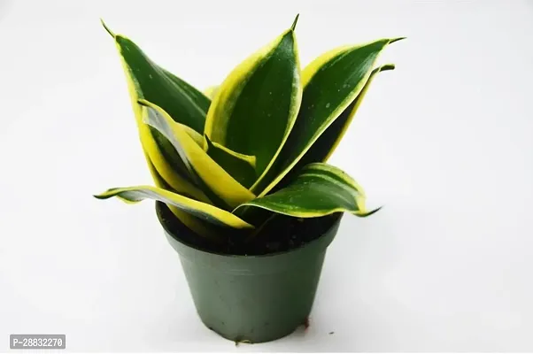 Baishnab  Sansevieria Gold Flame Snake Plant La Ru-thumb0