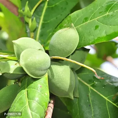 Baishnab  Rare Indian Almond Terminalia catappa T-thumb0