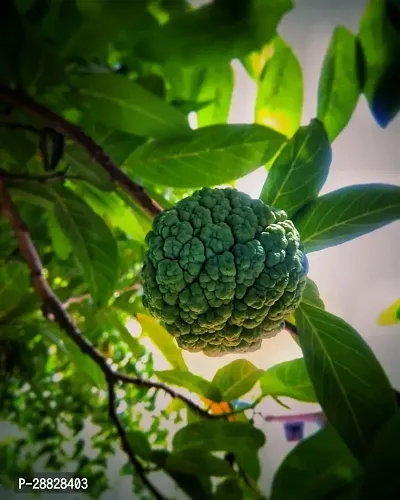 Baishnab  Custard Apple Live Plant Disha3090115