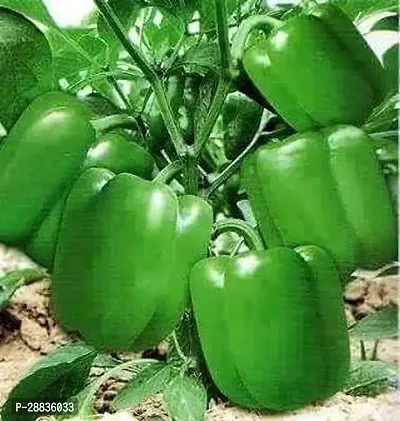 Baishnab Capsicum seed iiGreen Capsicum Seed UG01100PIECE