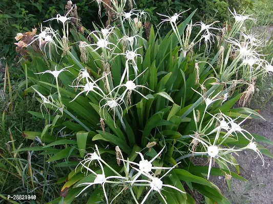 Baishnab  Live White Spider Lily  Lycoris radiata