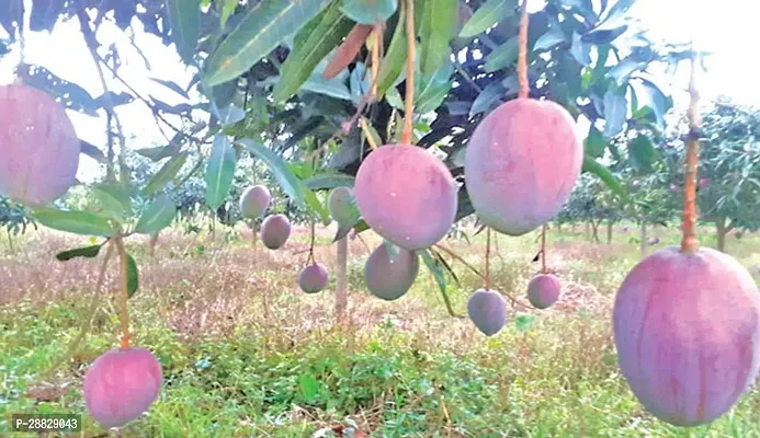 Baishnab  Gulab Khass Live Grafted Mango Plant CF 3