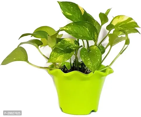 Baishnab  Natural PLANT Air Purifying  Green Money-thumb0