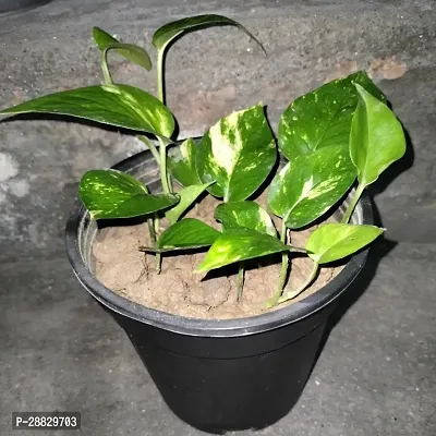 Baishnab  Money Plant CF006911 Money Plant