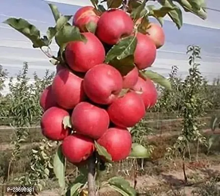 Baishnab Apple Plant BEAUTYFULL APPLE PLANTKASHMIR APPLE PLANT