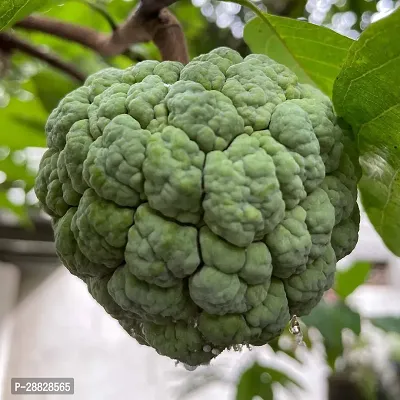 Baishnab  Custard Apple Live Plant Disha309084 C