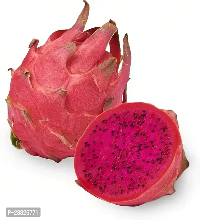 Baishnab  DRAGON FRUITS RED 9 Dragon Tree