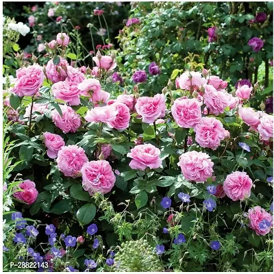 Baishnab  English Pink Rose Grafted Flower Plants R