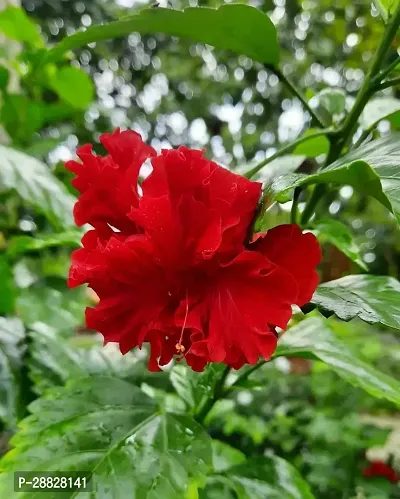 Baishnab  Hibiscus Red Live Flower Plant Disha220-thumb0